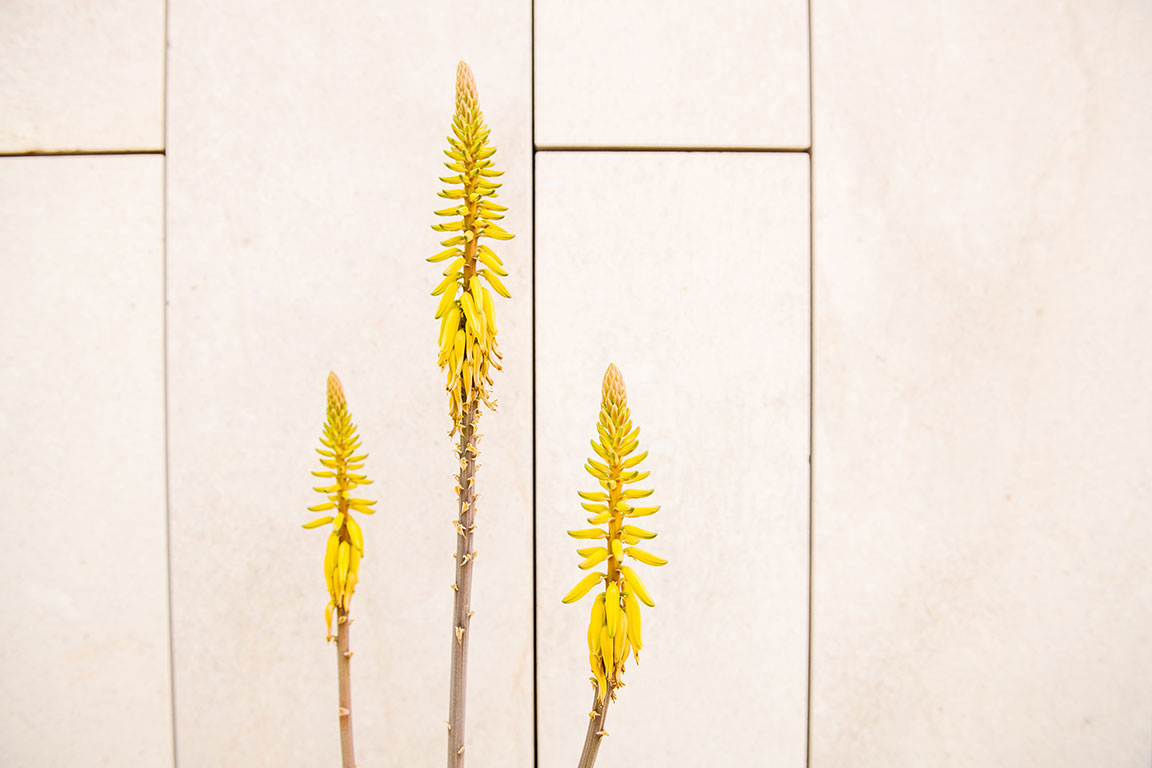yucca plant bloom