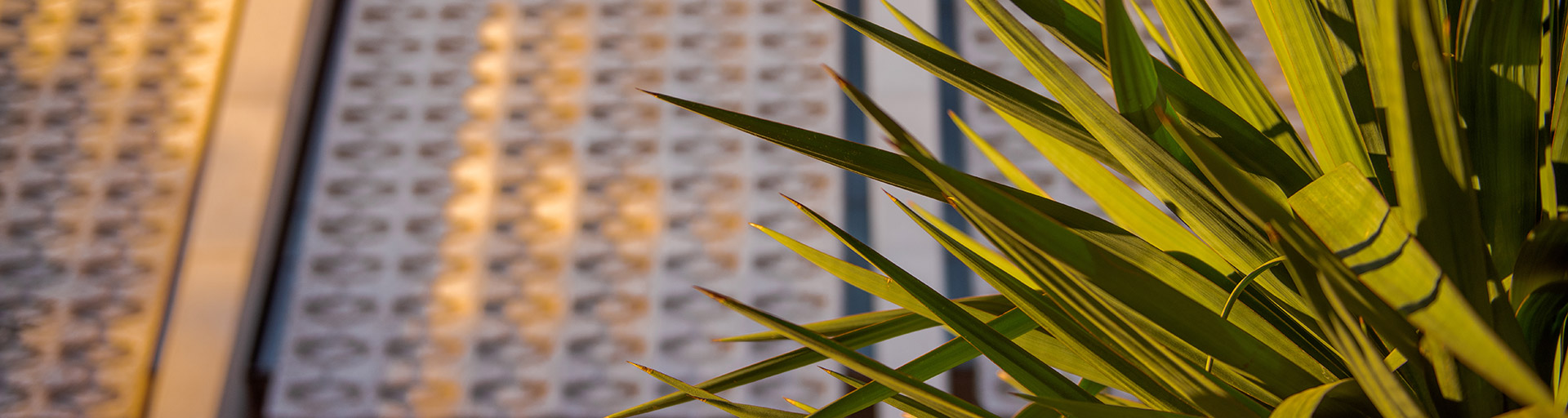 exterior view of the Hayden Library with a plant in the foreground